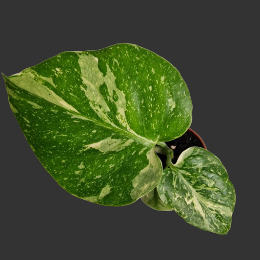 Monstera Thai Constellation – 6cm Pot (#4)