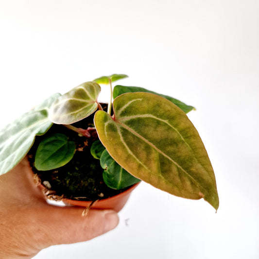Anthurium Besseae aff x Zara x Michelle Houseplant 9cm pot (5)