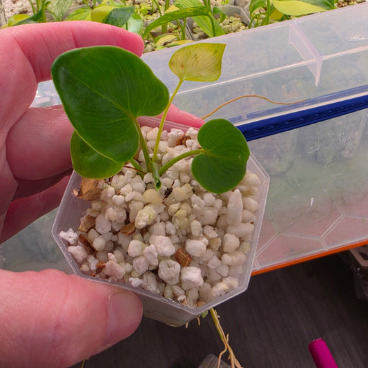 Philodendron Williamsii