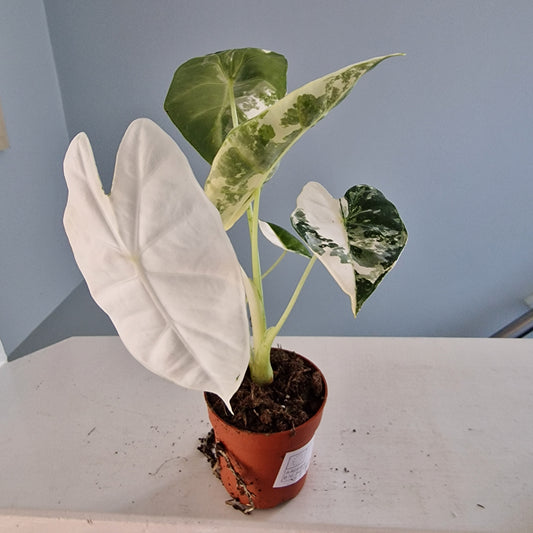 Alocasia Frydek Variegata Rare Houseplant 7cm pot