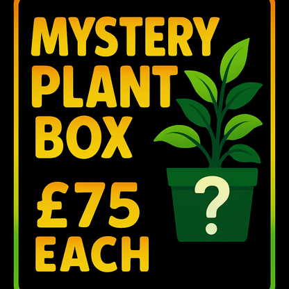 Mystery Houseplant Bundle – Surprise Plant Box (Various Price Options)