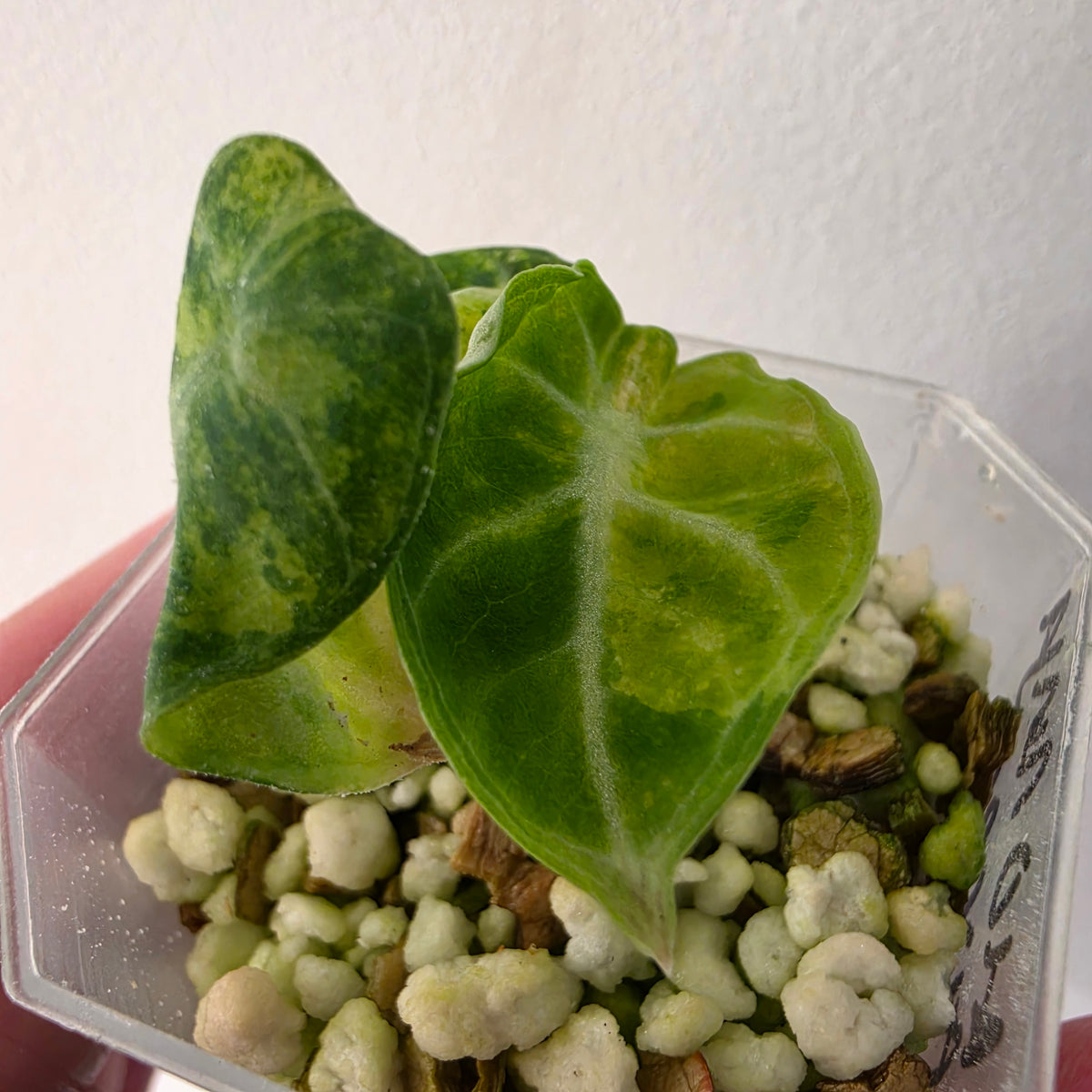 Alocasia Ninja Aurea Variegated – Exact Plant #1