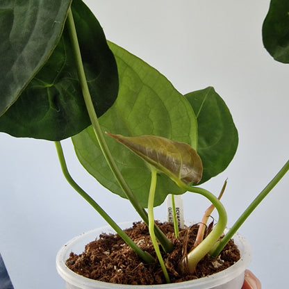 Ecuagenera Rehab Anthurium forgetii