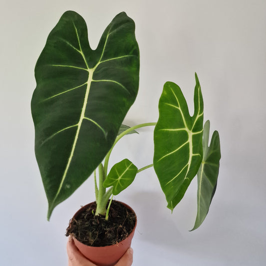 Alocasia Frydek Rare Houseplant 12cm pot