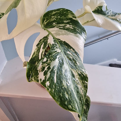 Monstera Albo Super White leaves Rare Houseplant 15cm pot