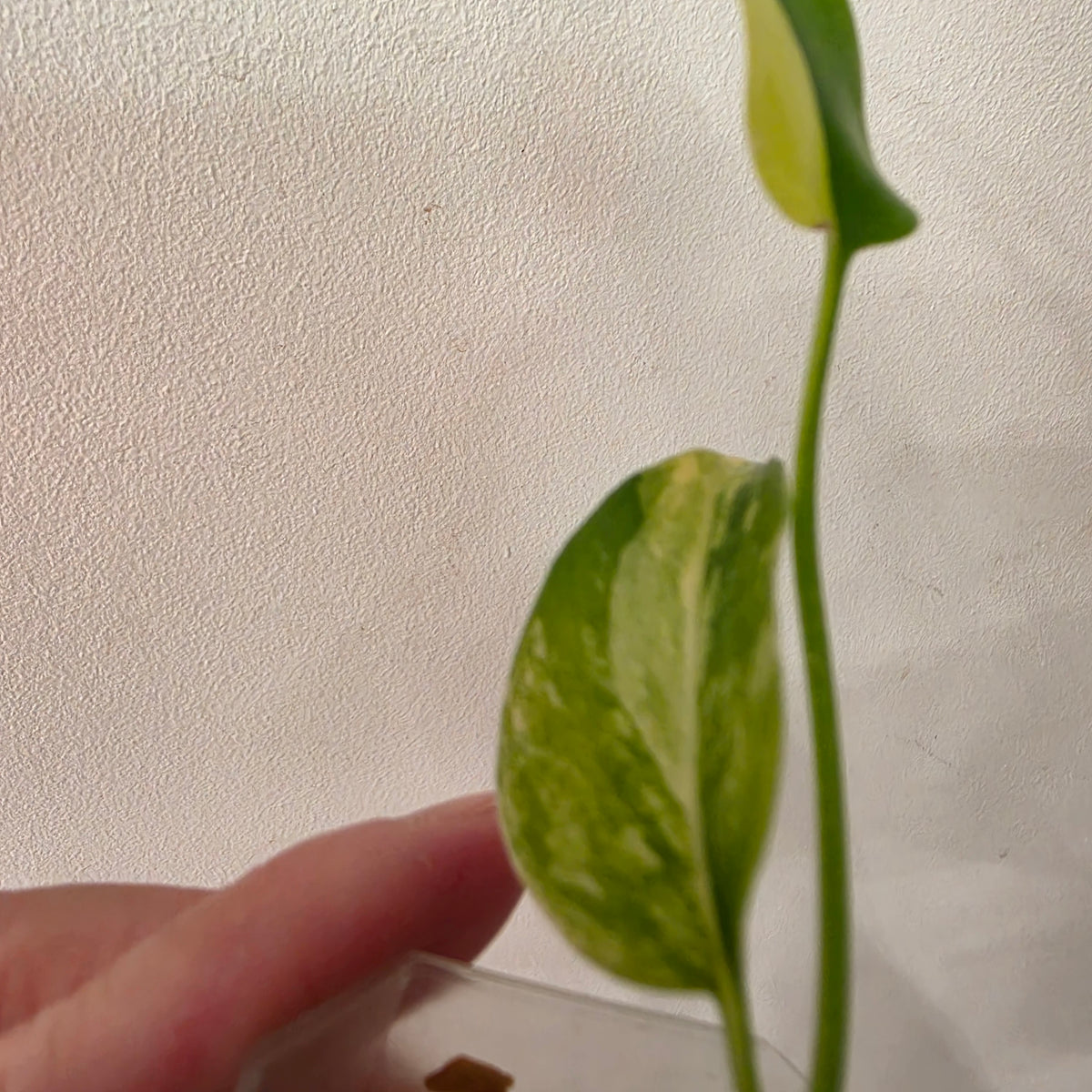 Monstera Yellow Marilyn Variegated – Exact Plant #1