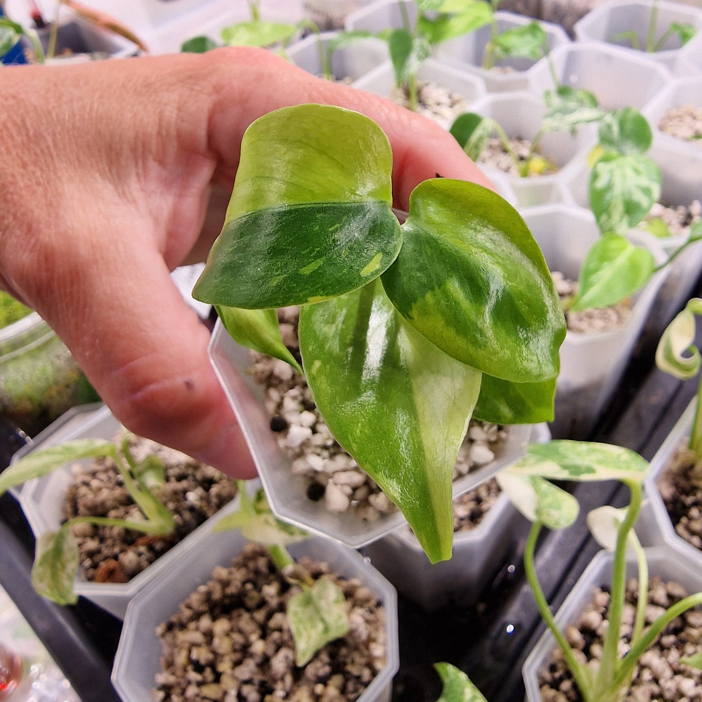 Monstera Electrolight Variegated – Exact Plant (#8)