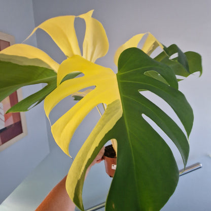Monstera Aurea - see description before purchasing