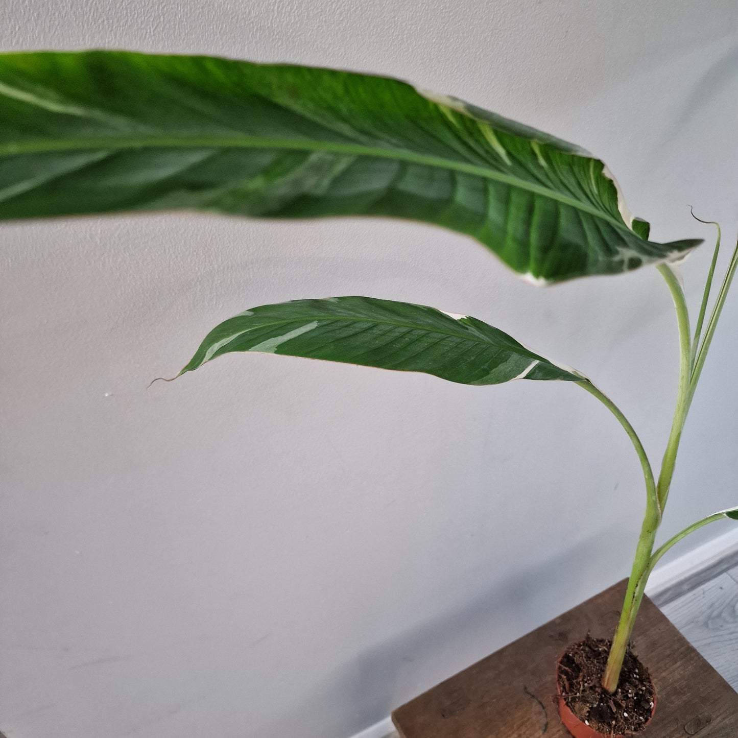 Musa ‘Florida’ – 10.5cm Pot (#4)