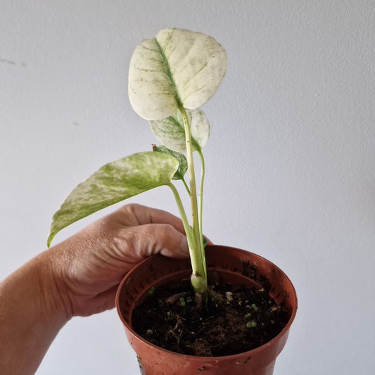 Monstera Deliciosa Mint Variegata Rare Houseplant 10.5cm pot (3)