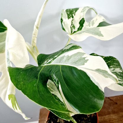 Monstera Albo Super White Houseplant 15cm pot (3)
