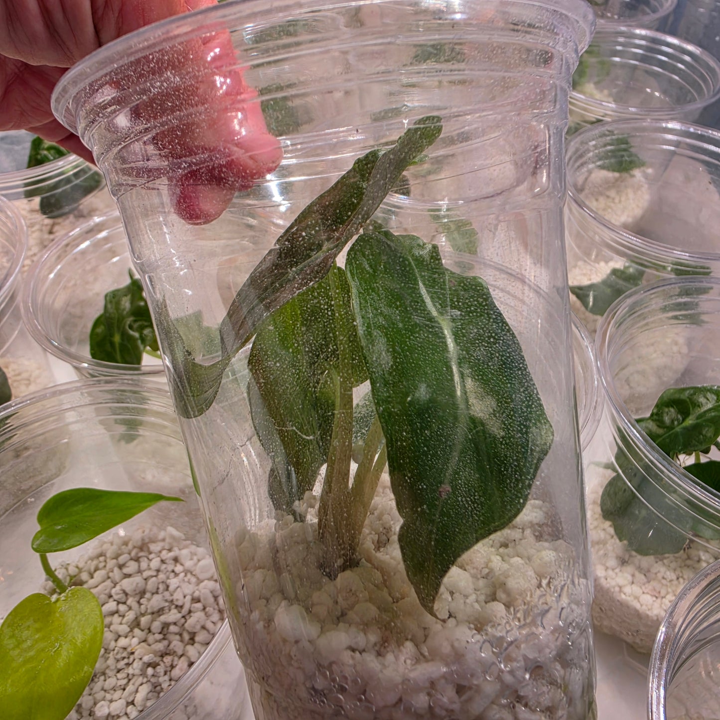 Alocasia Venom – Chosen at Random - See Description