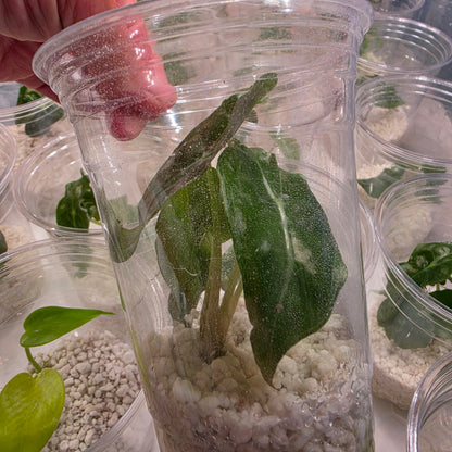Alocasia Venom – Chosen at Random - See Description