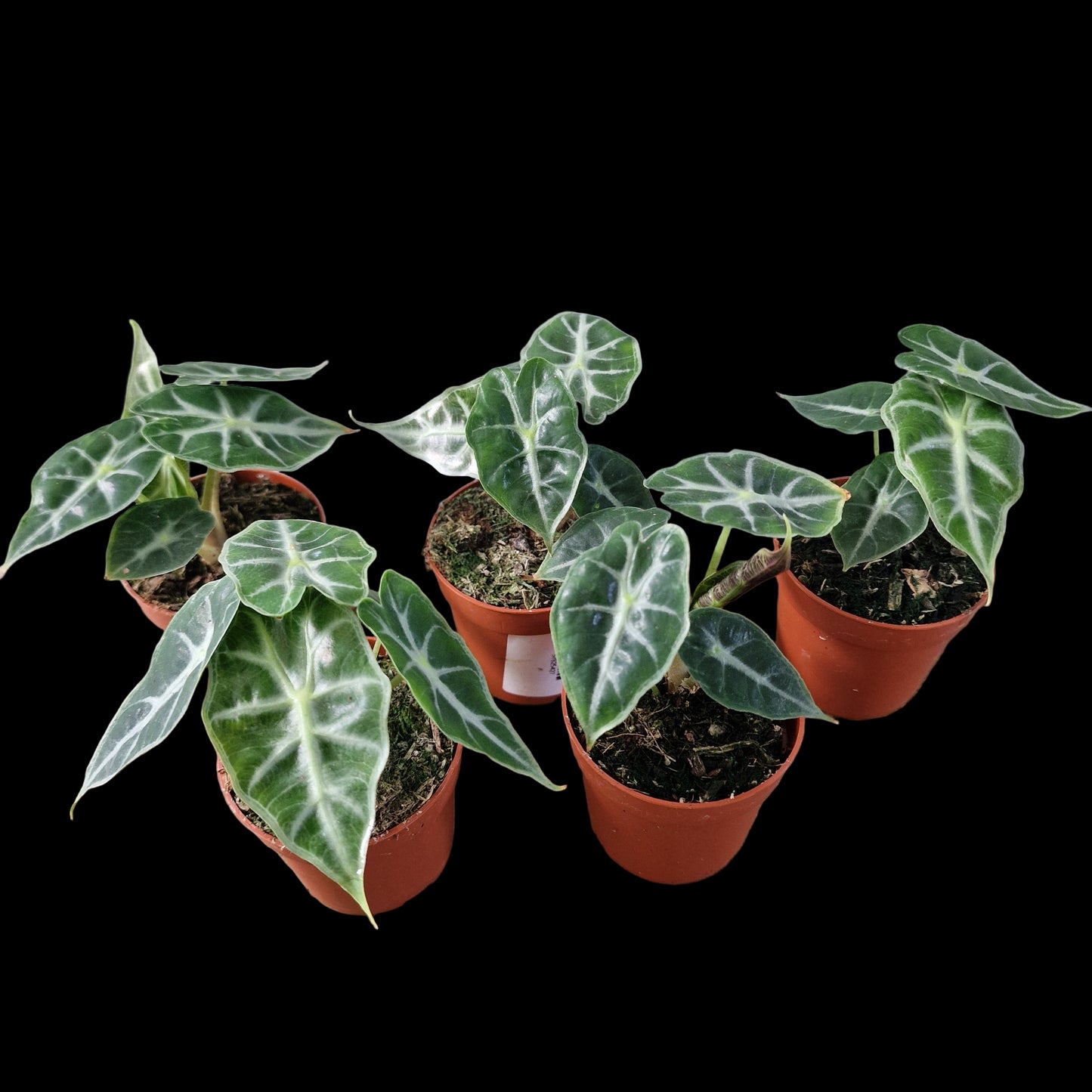 Alocasia Mandalay Rare Houseplant 7cm pot