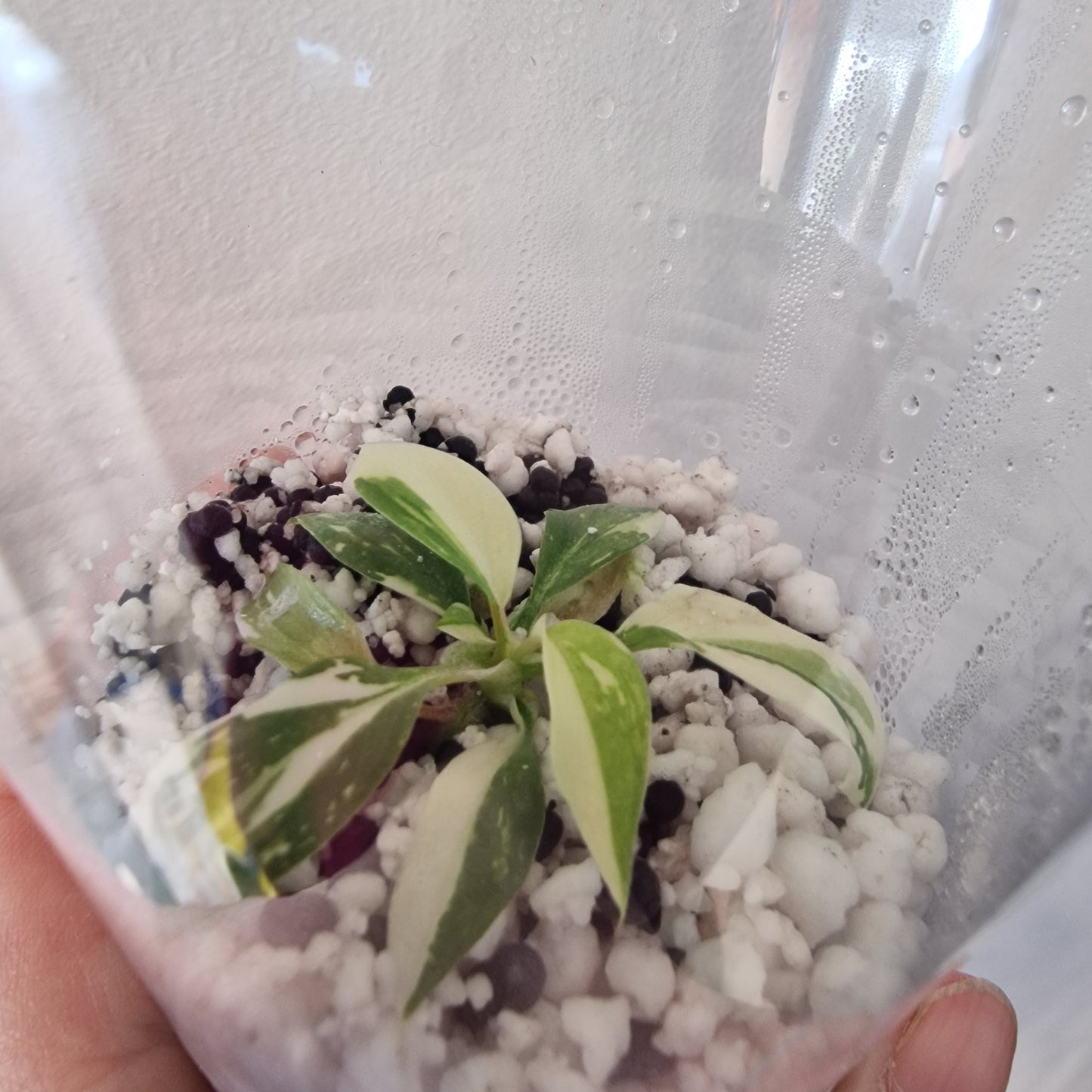 Philodendron Gloriosum No2 (Variegated)  – Young Exact TC Plant (#5)