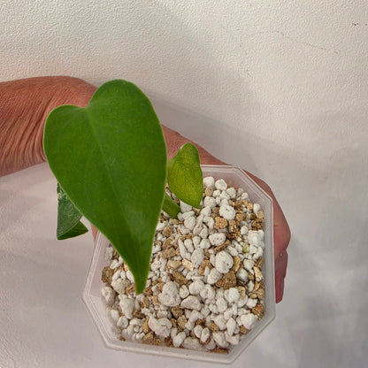 Monstera Devil Monster – Lightly Variegated / Speckled – Exact Plant (L9)