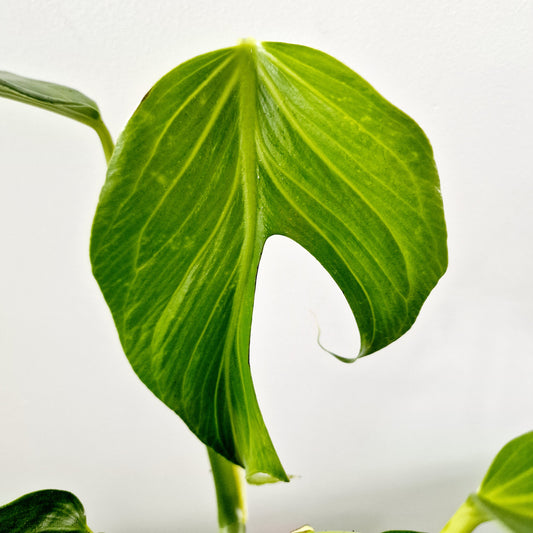 Monstera Burle Marx Flame Houseplant 13cm pot (3)
