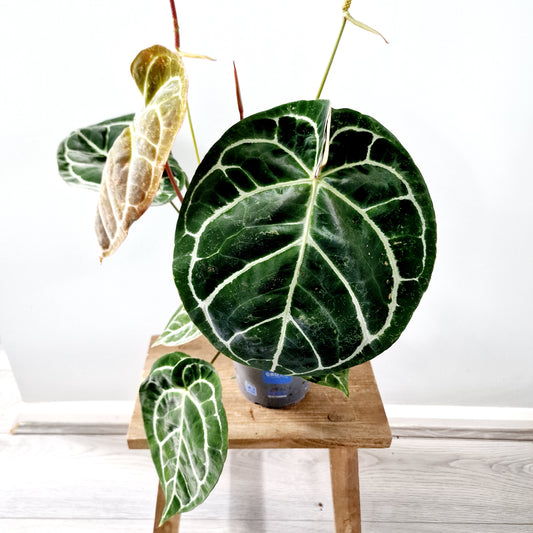 Anthurium Crystallinum x Karma Crystal Hybrid (multiple growing together) Houseplant 17cm pot (2)