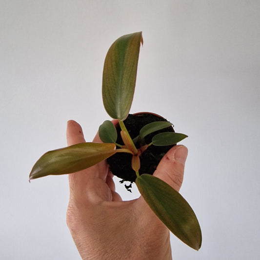 Philodendron Florida Bronze Rare Houseplant 6cm pot