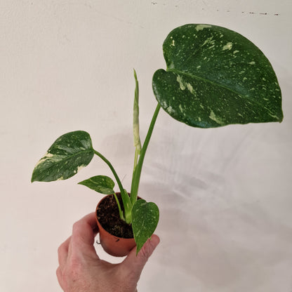 Monstera Thai Constellation – 6cm Pot (#7)