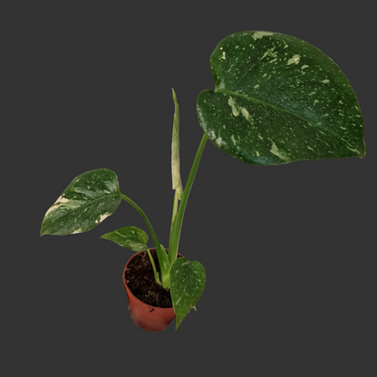 Monstera Thai Constellation – 6cm Pot (#7)