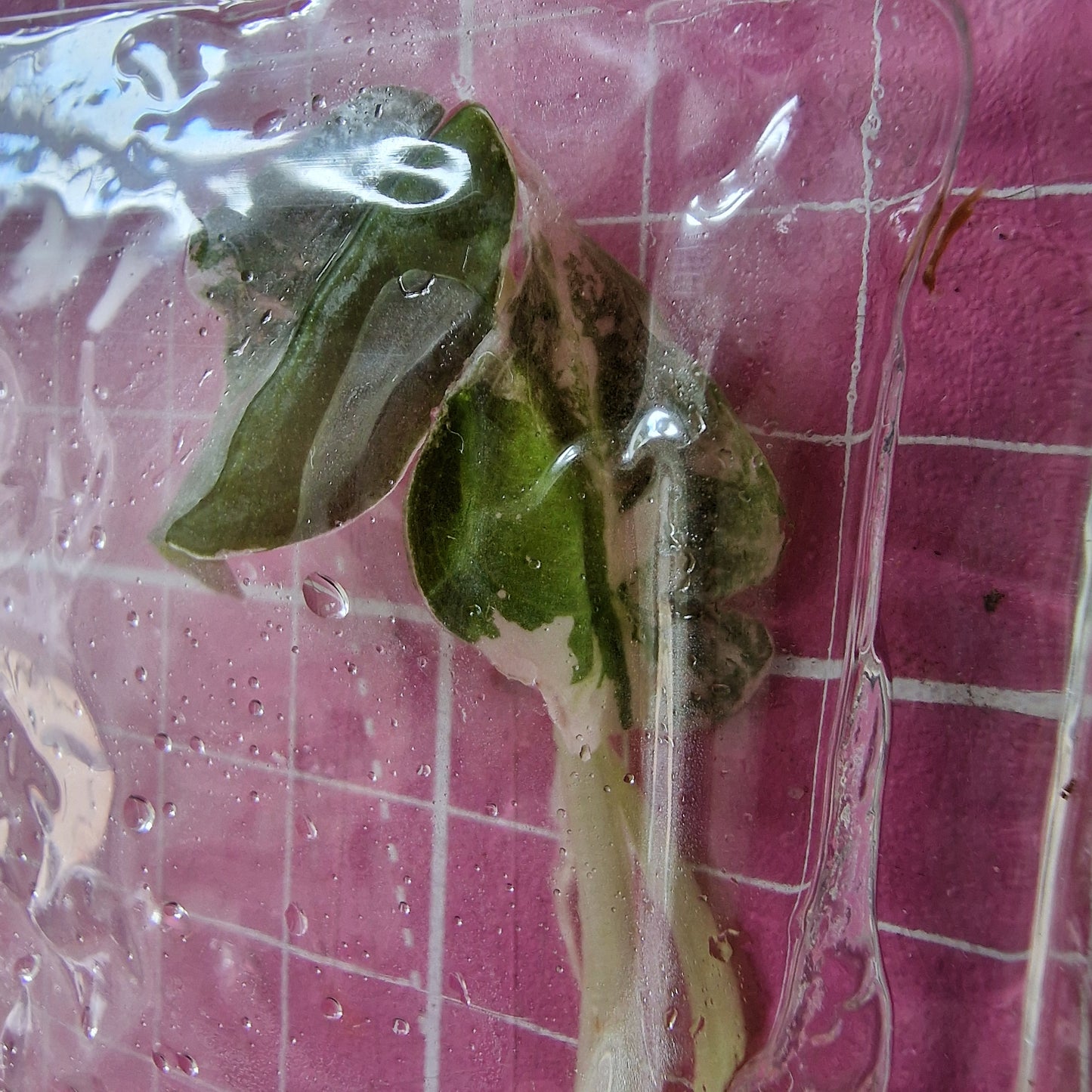 Alocasia Cuprea ‘Nom Yen’ Variegated – Tissue Culture Plant (In Vitro)