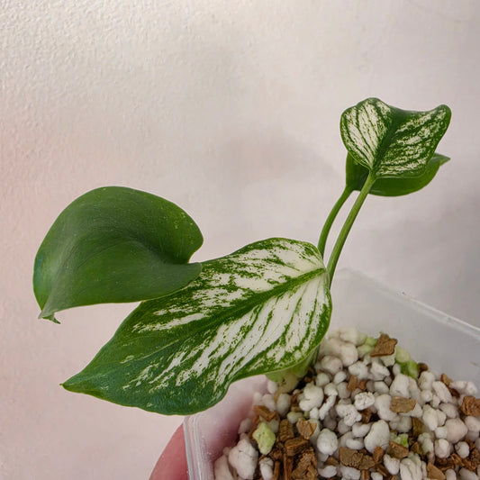 Monstera Devil Monster – Highly Variegated – Exact Plant A4 – See Description