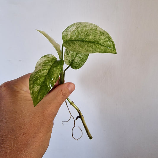 Monstera Laniata Top Cutting rooting in Water