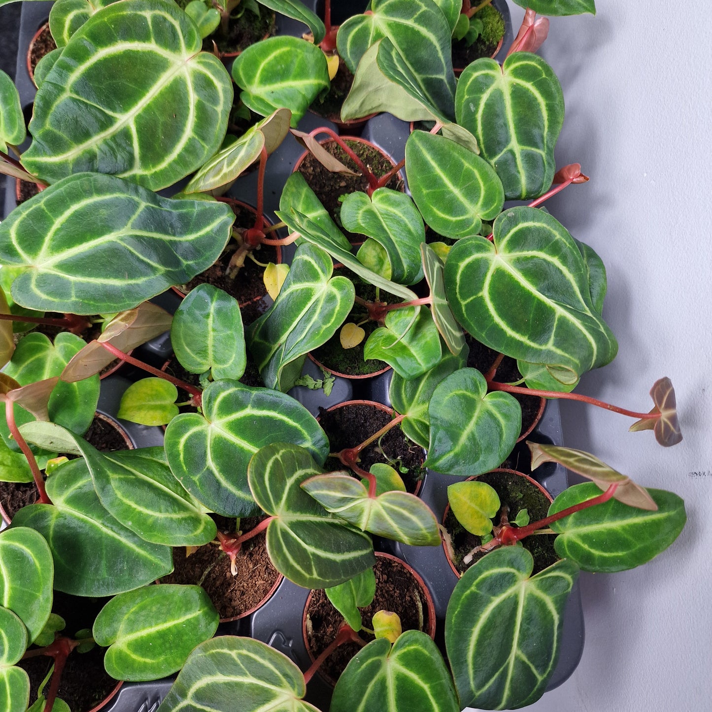 Anthurium Regale – 6cm Pot