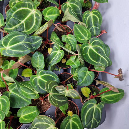 Anthurium Regale – 6cm Pot