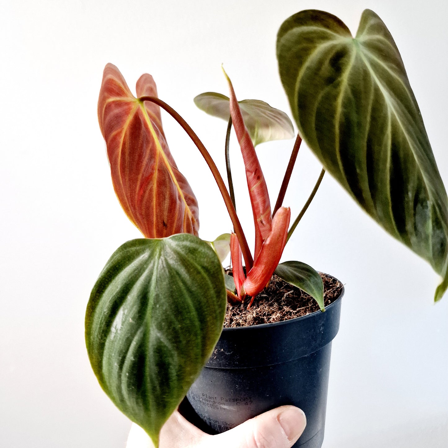 Philodendron El Chocco Red Houseplant 12cm pot