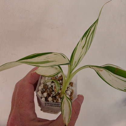 Musa ‘Hawaii’ Variegated – Established | Exact Plant #4