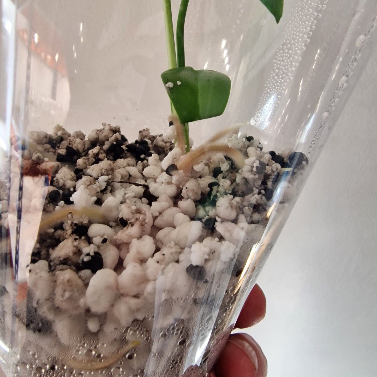 Monstera Bulbasaur – Young TC Plant (Exact Plant #2-3)