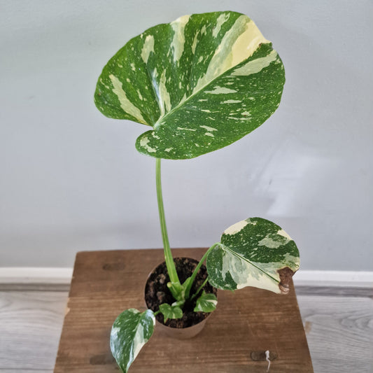 Monstera Thai Constellation Rare Houseplant 8cm pot (3)