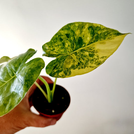 Alocasia Odora Yellow Variegated Houseplant 7cm pot (3)