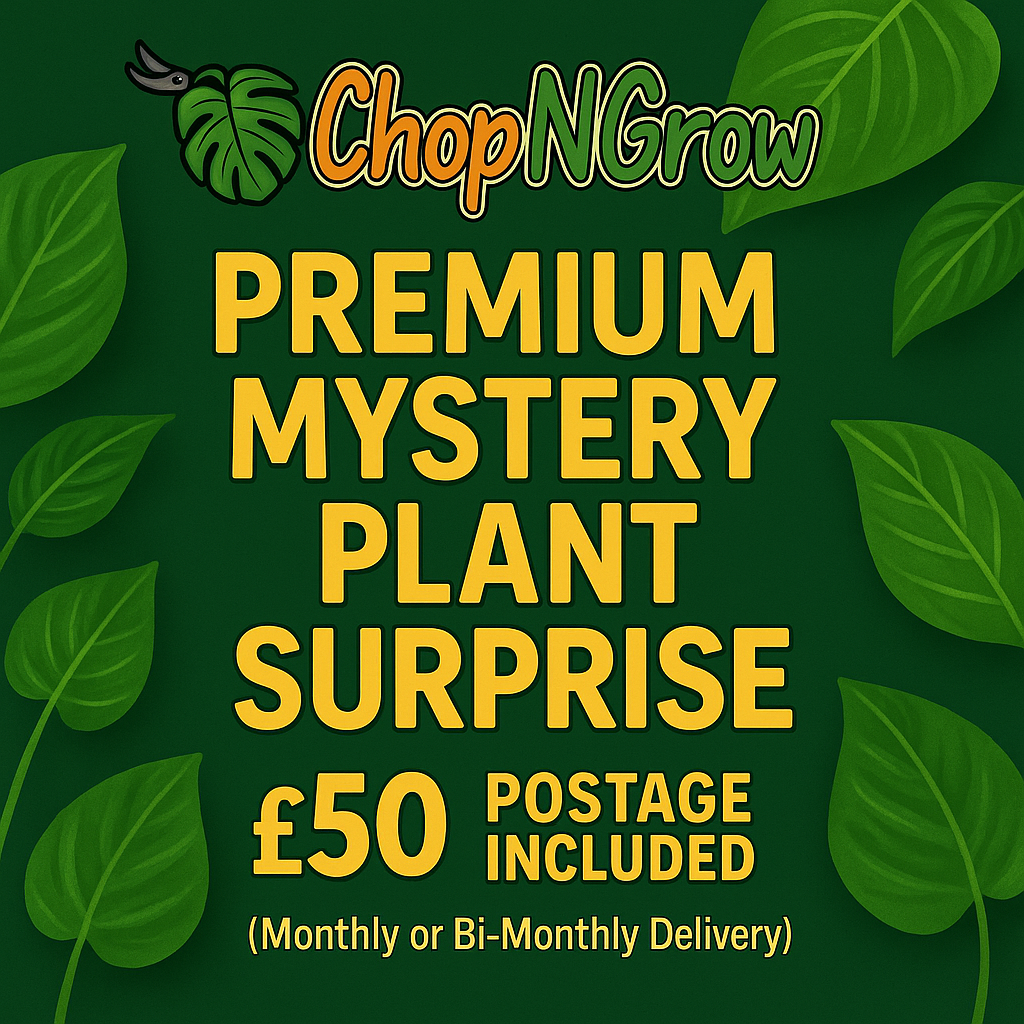 Premium Monthly / Bi-Monthly Mystery Plant Surprise Bundle - £50 Subscription