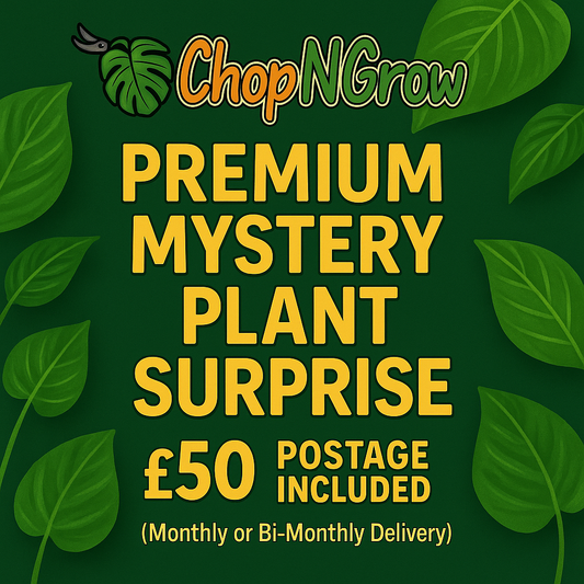 Premium Monthly / Bi-Monthly Mystery Plant Surprise Bundle - £50 Subscription
