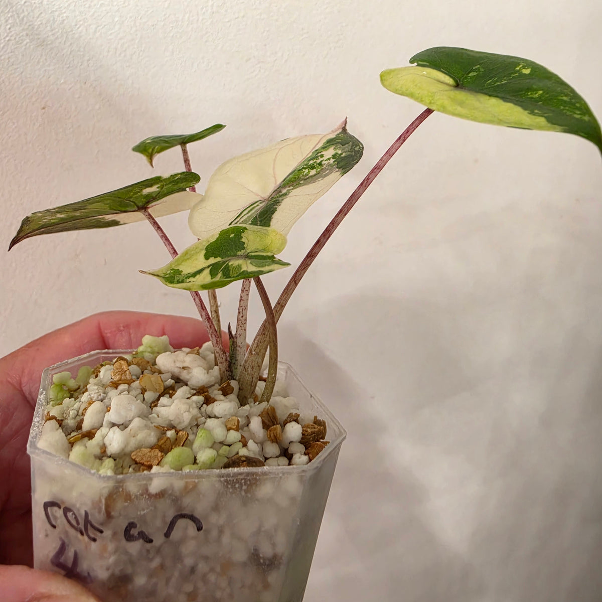 Alocasia Yucatan Princess Variegated – Exact Plant #4