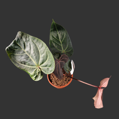 Anthurium Dark and Handsome x Red Velvet DocBlock Rare Houseplant 17cm pot