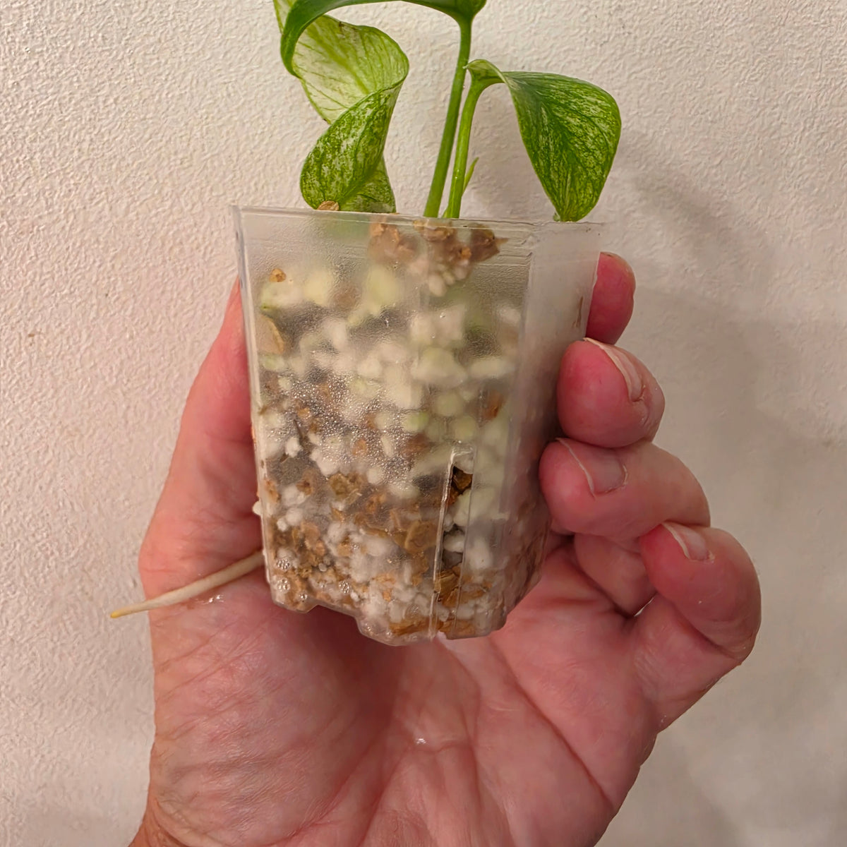 Monstera White Monster Variegated – Exact Plant #3