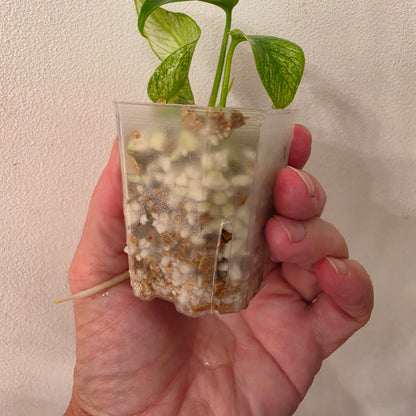 Monstera White Monster Variegated – Exact Plant #3