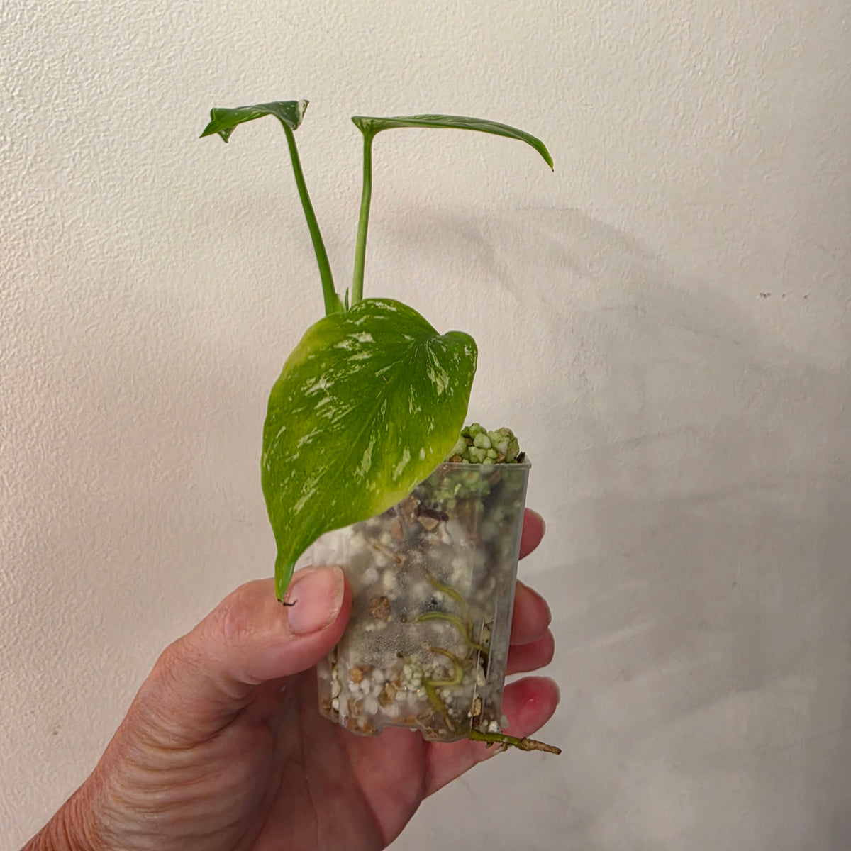 Monstera Devil – Exact Plant G2