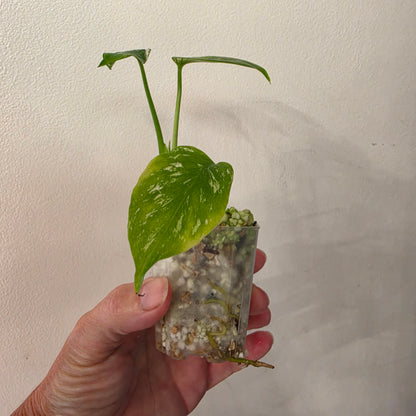 Monstera Devil – Exact Plant G2