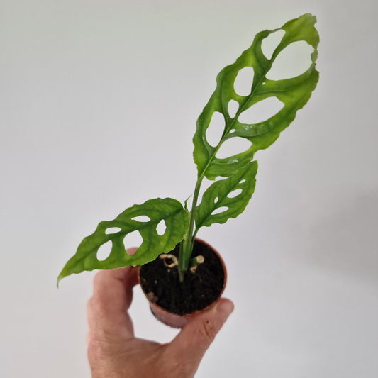 Monstera Peru Houseplant 6cm pot