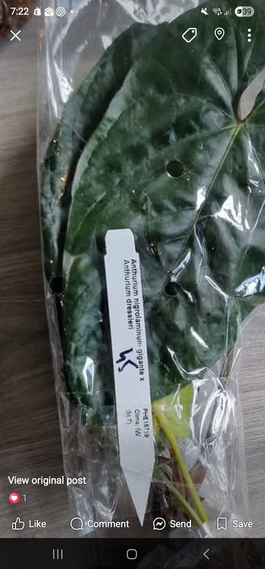 Sunday Sale - Karen Anthurium