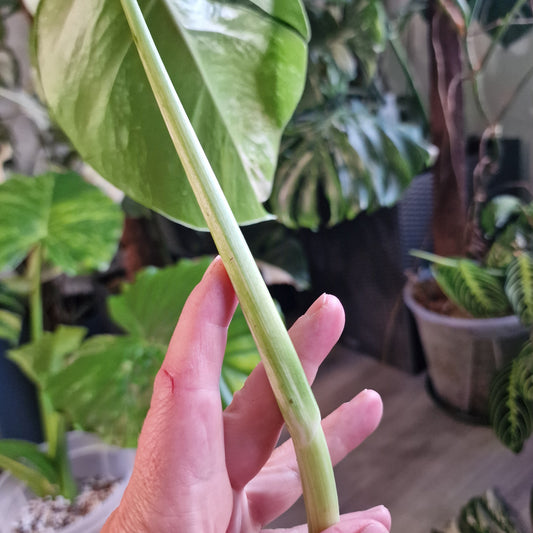 Monstera Albo Top Cutting