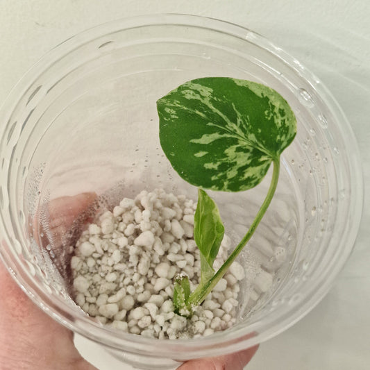 Pre-order Monstera Bulbasaur – Young TC Plantlet Exact Plant (1-7)