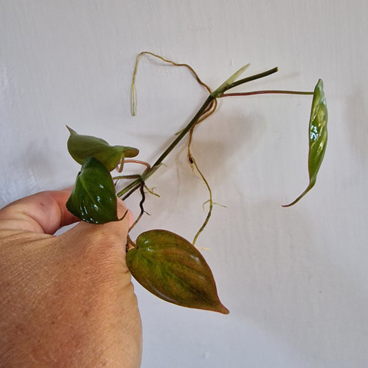 Philodendron Mican was Pink Variegated Middle Cutting rooting in Water