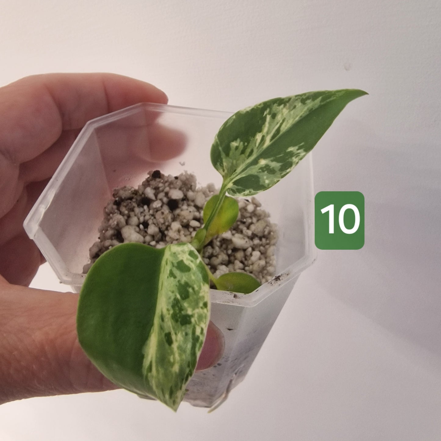 Monstera Bulbasaur – Choose Your Exact Plant see description