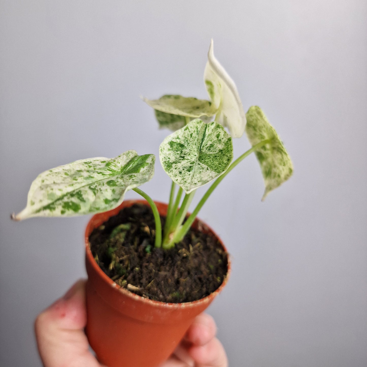 Alocasia Dragon Scale Variegata – 7 cm Pot - Exact Plant (#4)